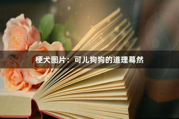 梗犬图片：可儿狗狗的道理蓦然